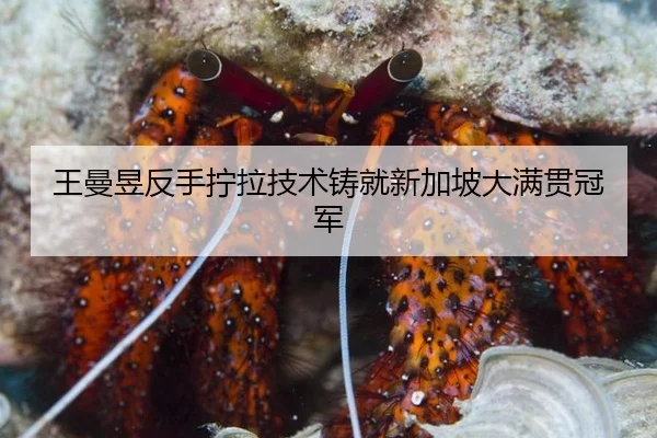 王曼昱反手拧拉技术铸就新加坡大满贯冠军